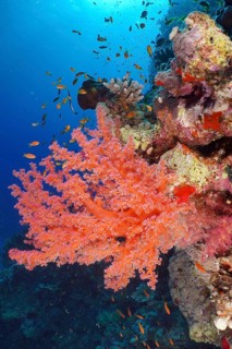 Hemprich's tree coral (Dendronephthya hemprichi), Habili Jaffa dive site, St Johns Reef, Saint