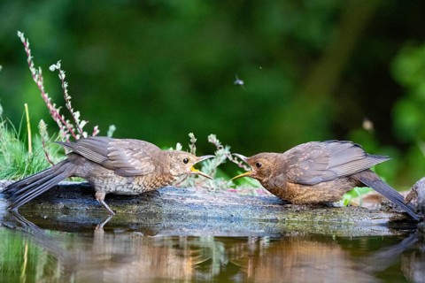 Blackbird (Turdus merula) juv., Hungary
