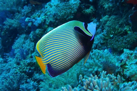 Emperor angelfish (Pomacanthus imperator)