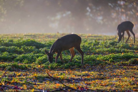 Two roe deer (Capreolus capreolus) stand grazing in a meadow at sunrise. The trees around show fall