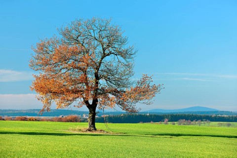 Green field with winter crops, solitary oak tree in autumn colours under a blue sky, in the
