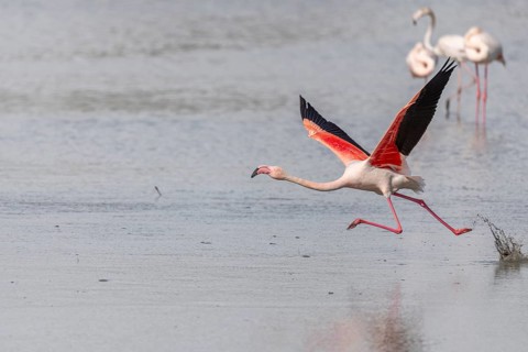 Flamingo (Phoenicopterus roseus) jumping out of a pond. Saintes Maries de la Mer, Parc naturel