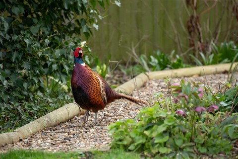 Common pheasant (Phasianus colchicus) adult male game bird on a garden path, England, United