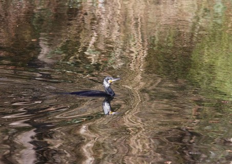 Cormorant (Phalacrocorax carbo) in a pond, North Rhine-Westphalia, Germany