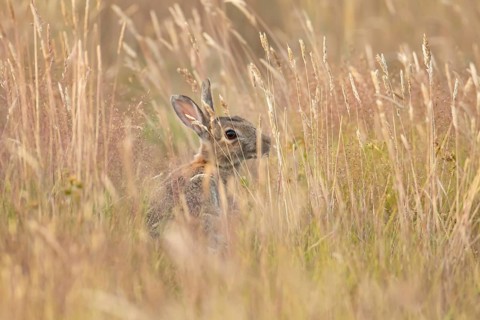 European rabbit (Oryctolagus cuniculus) adult wild mammal feeding in long grass in summer, England,