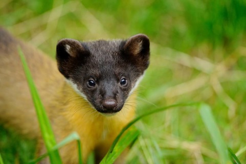 Close-up of a young marten with a curious look in the grass, coloured marten, Charsas (Martes