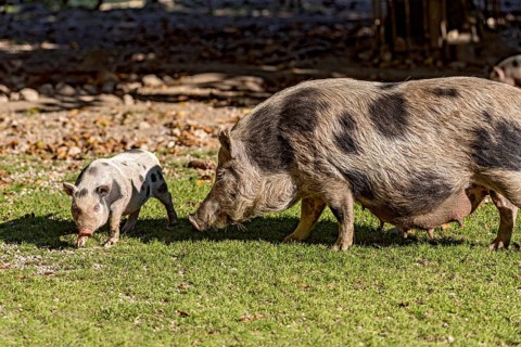 Pot-bellied pig (Sus scrofa f. domestica), newborn young animal, piglet running with mother, sow,