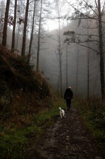 A person walks a dog along a misty forest path during an autumn evening. Tall trees shrouded in fog