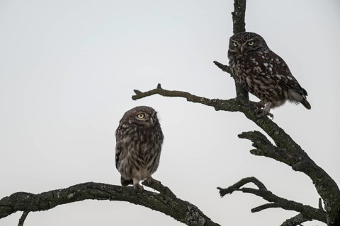 Little owls (Athene noctua), Emsland, Lower Saxony, Germany