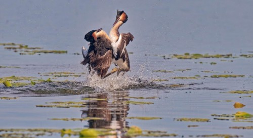 Two great crested grebe (Podiceps cristatus) in combat, in splendour, Chiemsee, Upper Bavaria,