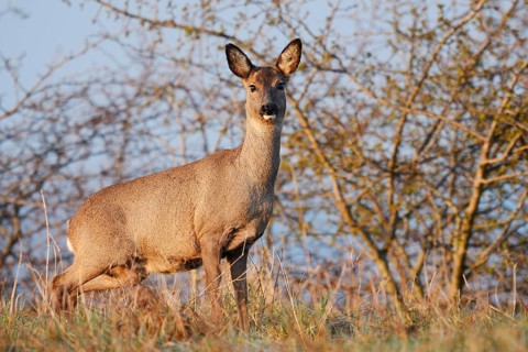 European roe deer (Capreolus capreolus), doe, North Rhine-Westphalia, Germany