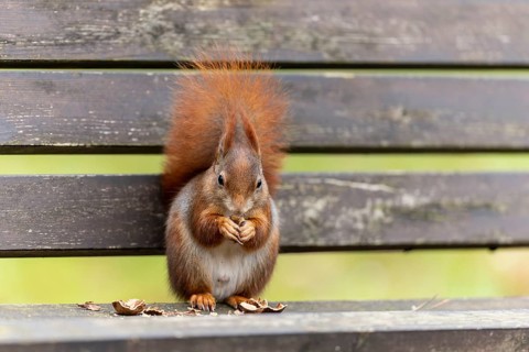Eurasian red squirrel (Sciurus vulgaris) on a park bench, wildlife, Germany