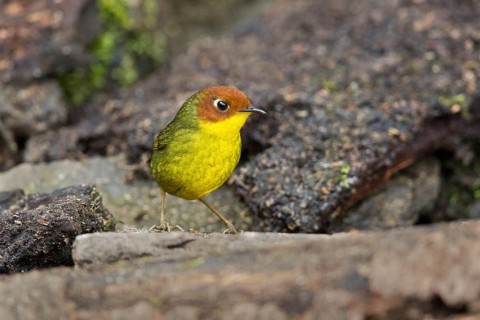 Chestnut-headed Tesia (Cettia castaneocoronata), Yunnan, China