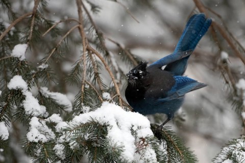 Steller's Jay (Cyanocitta stelleri) perched on a snowy branch, Wyoming, USA