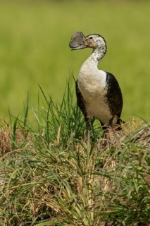 Comb Duck (Sarkidiornis melanotos) flying over a wetland in the South of Ecuador