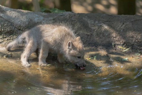 One four weeks old Arctic wolf cub (Canis lupus arctos) drinking water at a pond in a forest