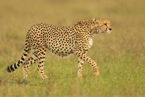 Cheetah (Acinonyx jubatus) sneaking up in grassland, Masai Mara, Kenya