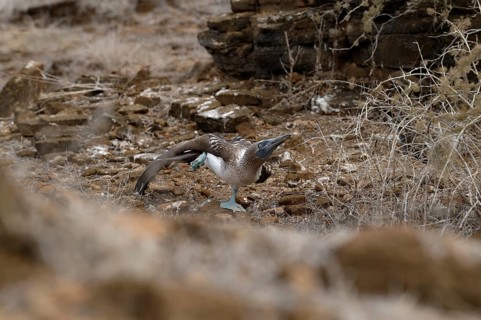 A blue-footed booby performs a mating dance, showcasing its distinctive blue feet on the rocky