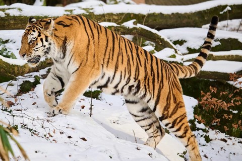 Siberian tiger (Panthera tigris altaica) running in the snow in winter, captive, Germany