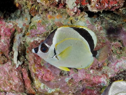 A barberfish (Johnrandallia nigrirostris) with yellow markings swims along a colourful coral reef,