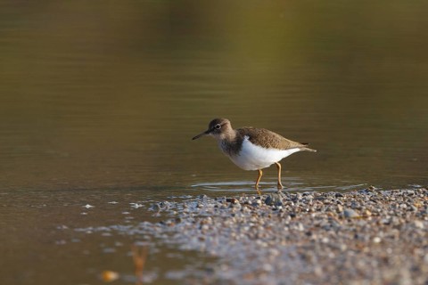 Common Sandpiper (Actitis hypoleucos) foraging, Greece