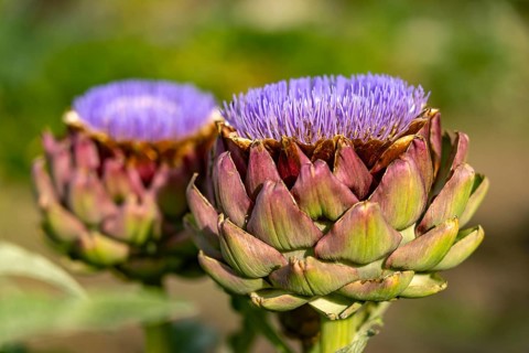 Artichoke blossom, Cynara cardunculus, Veitshöchheim, Lower Franconia, Bavaria, Germany
