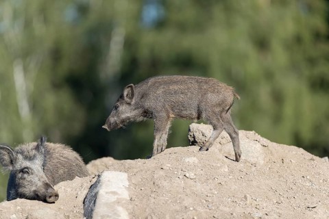 Two young wild boar or wild pig (Sus scrofa), standing on a hill of debris, with a forest in the