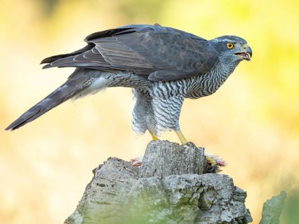 Northern northern goshawk (Accipiter gentilis), Autour des palombes, Hides De Calera / Goshawk