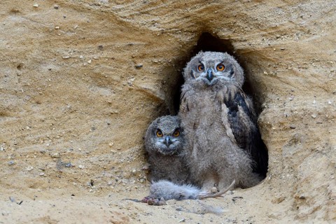 Eurasian Eagle-Owl (Bubo bubo) juveniles at breeding cavity, North Rhine-Westphalia, Germany