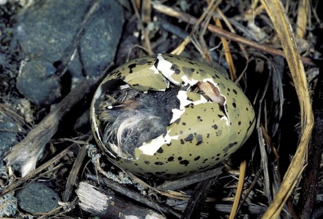 Arctic Tern Sterna paradisaea Girdwood, ALASKA, USA Egg hatching