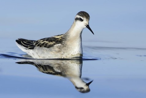 Red-necked Phalarope (Phalaropus lobatus), British Columbia, Canada