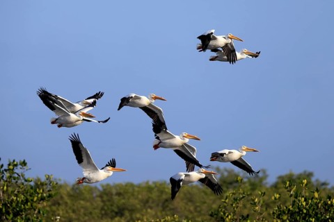 Rhinoceros pelican (Pelecanus erythrorhynchos), adult, group, flying, Merritt Island, Black Point