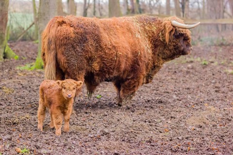 A Highland calf (Bos primigenius taurus) stands in a forest close to its father