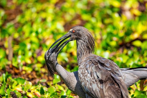 Headband Ibis (Harpiprion caerulescens) Pantanal Brazil