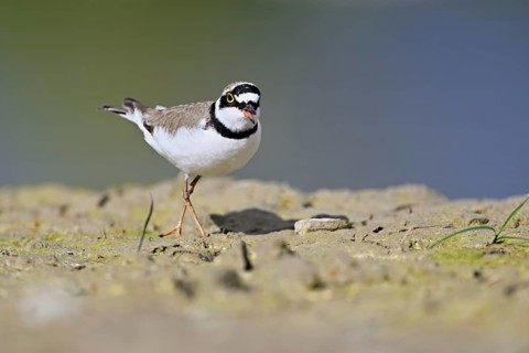 Little Ringed Plover (Charadrius dubius), standing in silt, Aue nature reserve, Reussegg, Sins,