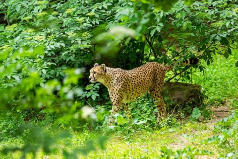 Cheetah (Acinonyx jubatus) walking around on the ground, Germany