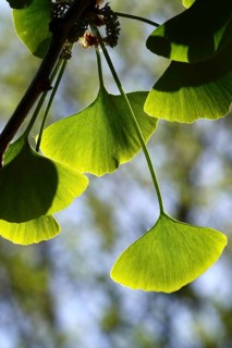 Ginkgo (Ginkgo biloba), spring, Germany