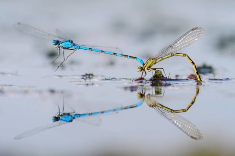Common Blue Damselfly (Enallagma cyathigerum) male and female in mating wheel, Lower Saxony,