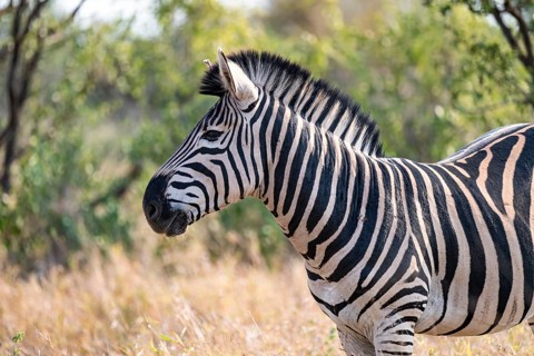 Plains zebra (Equus quagga), adult, in dry grass, animal portrait, Kruger National Park, South