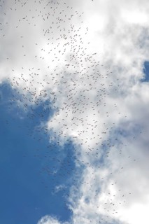 White stork, white stork, Ciconia ciconia, Israel