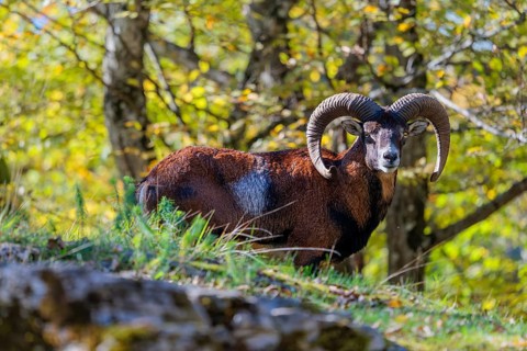 A male European mouflon (Ovis aries musimon) stands in a forest, in the background, leaves bathed
