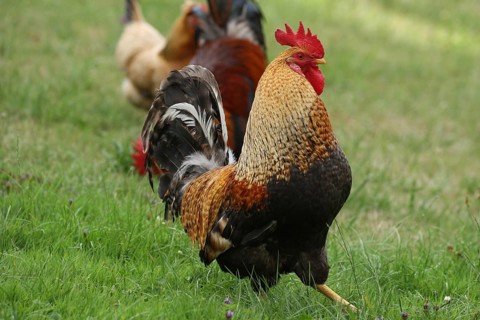 Domestic chicken, rooster, Sulmtal rooster, strutting, free-range, organic farming, Lower Austria,