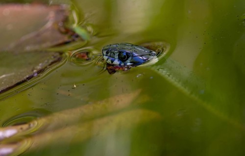 Grass Snake, Natrix Natrix, Grass Snake, Critters, Garden Pond, Garden Pond, Body of Water,