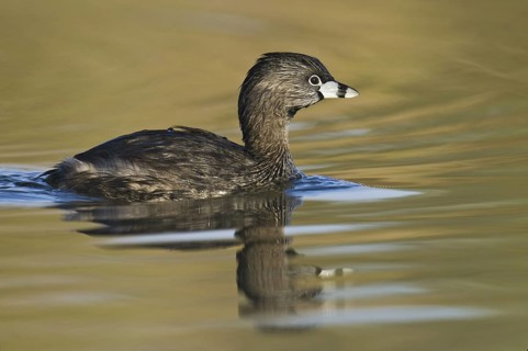 Pied-billed Grebe (Podilymbus podiceps), Arizona, USA