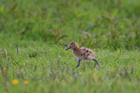 Black-tailed Godwit (Limosa limosa) juvenile, Netherlands