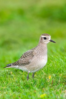 American Golden-Plover Pluvialis dominica Duluth, St. Louis County, Minnesota, USA 25 September