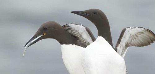 Common Murre (Uria aalge), Scotland, United Kingdom