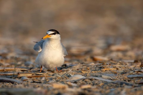 Let's hope the little tern (Sternula albifrons) remains with us for a long time to come, with fewer