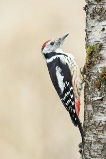 Middle spotted woodpecker (Dendrocopos medius) foraging on the trunk of a grey birch (Betula