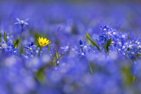 Countless blue star hyacinths (blue snow glory, snow pride) bloom in spring in a meadow in